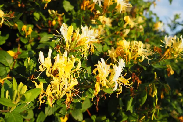 stock image Lonicera japonica, Japanese honeysuckle and golden-and-silver honeysuckle, is a species of honeysuckle native to Asia. Ornamental plant used in traditional Chinese medicine. White yellow flowers.