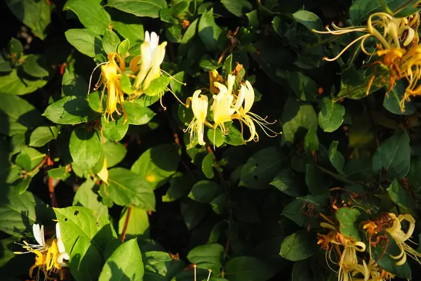 Stock image Lonicera japonica, Japanese honeysuckle and golden-and-silver honeysuckle, is a species of honeysuckle native to Asia. Ornamental plant used in traditional Chinese medicine. White yellow flowers.