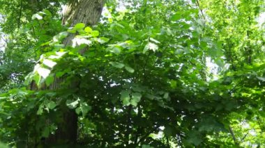 Tilia ağaçların, çalıların cinsidir. Linden Avrupa türleri, Basswood Kuzey Amerika türleri. Fruska Gora, Sırbistan 'daki eski ıhlamur ağacı. Genç dallar. Linden çiçeği çayının zevkli bir tadı var.