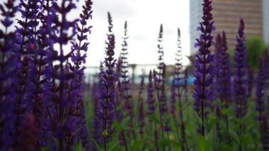 Budapeşte, Macaristan 'da sabah. Yolun yanındaki çimenlikte. Arabalar hızlı gidiyor. Sage Salvia - uzun ömürlü bitkilerin geniş cinsi, Lamiaceae ailesinin çalıları. Bilge Salvia pratensis. Mor çiçekler..