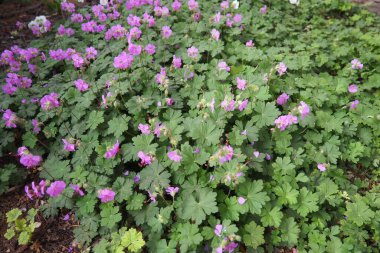 Geranium cantabrigiense is a hybrid flowering plant in the cranesbill family Geraniaceae. It is an hybrid between Geranium dalmaticum and G. macrorrhizum. Long-lasting pink flowers. Summer in Budapest clipart