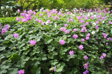 Geranium cantabrigiense is a hybrid flowering plant in the cranesbill family Geraniaceae. It is an hybrid between Geranium dalmaticum and G. macrorrhizum. Long-lasting pink flowers. Summer in Budapest clipart