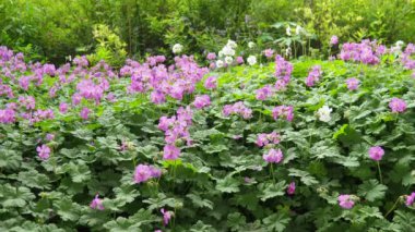 Geranium cantabrigiense, Geraniaceae familyasından bir bitki türü. Geranium dalmaticum ve G. macrorrhizum arasında bir melezdir. Uzun ömürlü pembe çiçekler. Budapeşte 'de yaz