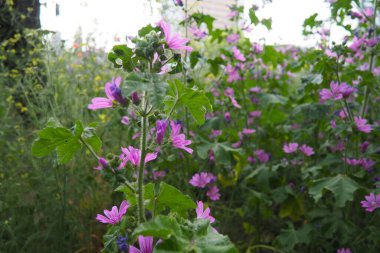 Malva sylvestris, mallow genus Malva in Malvaceae. Common mallow, cheeses, high mallow and tall mallow mauve. Vigorous plant with showy flowers of mauve-purple with dark veins. Budapest, Hungary. clipart