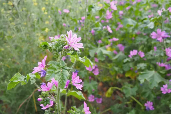 stock image Malva sylvestris, mallow genus Malva in Malvaceae. Common mallow, cheeses, high mallow and tall mallow mauve. Vigorous plant with showy flowers of mauve-purple with dark veins. Budapest, Hungary.