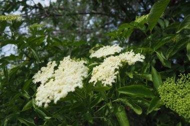 Sambucus nigra, Adoxaceae familyasından bir bitki türü kompleksi. Yaygın isimler arasında yaşlı, mürver, siyah yaşlı, Avrupalı yaşlı, Avrupalı mürver ve Avrupa siyah mürver böğürtlenleri yer alıyor.