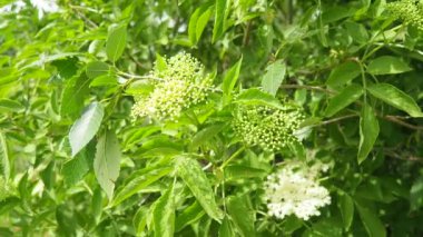 Sambucus nigra, Adoxaceae familyasından bir bitki türü kompleksi. Yaygın isimler arasında yaşlı, mürver, siyah yaşlı, Avrupalı yaşlı, Avrupalı mürver ve Avrupa siyah mürver böğürtlenleri yer alıyor.