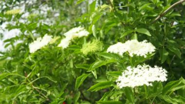 Sambucus nigra, Adoxaceae familyasından bir bitki türü kompleksi. Yaygın isimler arasında yaşlı, mürver, siyah yaşlı, Avrupalı yaşlı, Avrupalı mürver ve Avrupa siyah mürver böğürtlenleri yer alıyor.