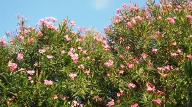 Neryum zakkum, Rosebay dünya çapında ılıman ve subtropikal alanlarda bir süs ve peyzaj bitkisi olarak yetiştirilmiş. Nerium, Apocynoideae, Apocynaceae cinsi. Karadağ, Adriyatik, Akdeniz