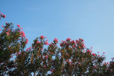 Neryum zakkum, Rosebay dünya çapında ılıman ve subtropikal alanlarda bir süs ve peyzaj bitkisi olarak yetiştirilmiş. Nerium, Apocynoideae, Apocynaceae cinsi. Karadağ, Adriyatik, Akdeniz.