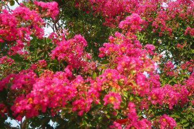 Neryum zakkum, Rosebay dünya çapında ılıman ve subtropikal alanlarda bir süs ve peyzaj bitkisi olarak yetiştirilmiş. Nerium, Apocynoideae, Apocynaceae cinsi. Karadağ, Adriyatik, Akdeniz.