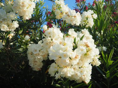 Neryum zakkum, Rosebay dünya çapında ılıman ve subtropikal alanlarda bir süs ve peyzaj bitkisi olarak yetiştirilmiş. Nerium, Apocynoideae, Apocynaceae cinsi. Karadağ, Adriyatik, Akdeniz.