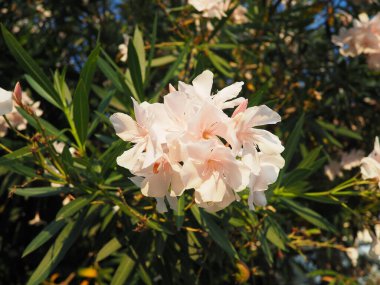 Nerium oleander, rosebay cultivated worldwide in temperate and subtropical areas as an ornamental and landscaping plant. Genus Nerium, Apocynoideae, Apocynaceae. Montenegro, Adriatic, Mediterranean. clipart