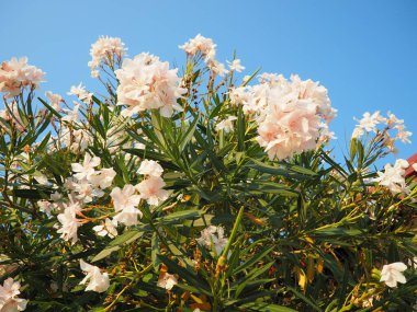 Neryum zakkum, Rosebay dünya çapında ılıman ve subtropikal alanlarda bir süs ve peyzaj bitkisi olarak yetiştirilmiş. Nerium, Apocynoideae, Apocynaceae cinsi. Karadağ, Adriyatik, Akdeniz.