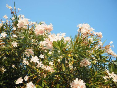 Neryum zakkum, Rosebay dünya çapında ılıman ve subtropikal alanlarda bir süs ve peyzaj bitkisi olarak yetiştirilmiş. Nerium, Apocynoideae, Apocynaceae cinsi. Karadağ, Adriyatik, Akdeniz.