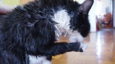 Sevimli kedi rahat bir oturma odasında dinlenirken kendini temizliyor. Islak siyah beyaz bir kedi banyo yaptıktan sonra tüylerini yalıyor. Hayvan bakımı. Kedi vücut hijyeni. Deri hastalığı tedavisi, böcek temizliği.