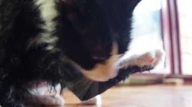 Sevimli kedi rahat bir oturma odasında dinlenirken kendini temizliyor. Islak siyah beyaz bir kedi banyo yaptıktan sonra tüylerini yalıyor. Hayvan bakımı. Kedi vücut hijyeni. Deri hastalığı tedavisi, böcek temizliği.