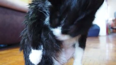 Sevimli kedi rahat bir oturma odasında dinlenirken kendini temizliyor. Islak siyah beyaz bir kedi banyo yaptıktan sonra tüylerini yalıyor. Hayvan bakımı. Kedi vücut hijyeni. Deri hastalığı tedavisi, böcek temizliği.