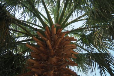 Arecaceae, Arecales takımyıldızı yönünde bulunan bir bitki familyasıdır. Washingtonia robusta, bilinen adıyla Meksika hayran palmiyesi, Meksika Washington, ya da gökyüzü temizleyici..