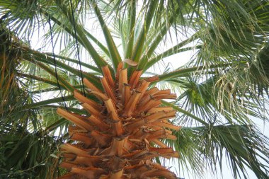 Arecaceae, Arecales takımyıldızı yönünde bulunan bir bitki familyasıdır. Washingtonia robusta, bilinen adıyla Meksika hayran palmiyesi, Meksika Washington, ya da gökyüzü temizleyici..