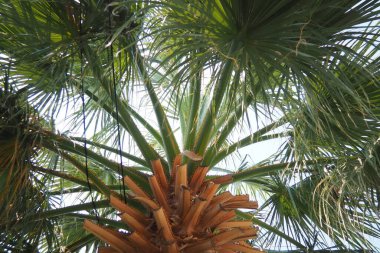 Arecaceae, Arecales takımyıldızı yönünde bulunan bir bitki familyasıdır. Washingtonia robusta, bilinen adıyla Meksika hayran palmiyesi, Meksika Washington, ya da gökyüzü temizleyici..