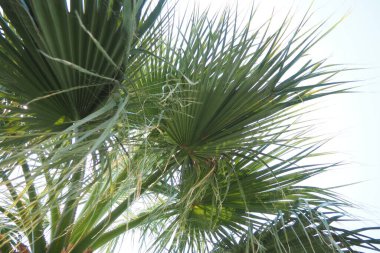 Arecaceae, Arecales takımyıldızı yönünde bulunan bir bitki familyasıdır. Washingtonia robusta, bilinen adıyla Meksika hayran palmiyesi, Meksika Washington, ya da gökyüzü temizleyici..