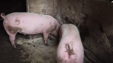 Özel bir çiftlikte üç tombul pembe domuz zevkle karışık besleniyor, birbirleriyle yarışıyor ve birbirlerini itiyorlar. Sırbistan 'da tarım. Domuz çiftliği. Kalemdeki domuzcuk bileşik besleniyor..