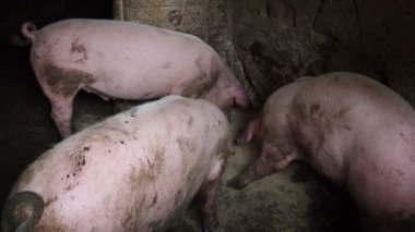 Özel bir çiftlikte üç tombul pembe domuz zevkle karışık besleniyor, birbirleriyle yarışıyor ve birbirlerini itiyorlar. Sırbistan 'da tarım. Domuz çiftliği. Kalemdeki domuzcuk bileşik besleniyor..