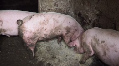 Özel bir çiftlikte üç tombul pembe domuz zevkle karışık besleniyor, birbirleriyle yarışıyor ve birbirlerini itiyorlar. Sırbistan 'da tarım. Domuz çiftliği. Kalemdeki domuzcuk bileşik besleniyor..