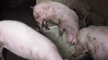 Özel bir çiftlikte üç tombul pembe domuz zevkle karışık besleniyor, birbirleriyle yarışıyor ve birbirlerini itiyorlar. Sırbistan 'da tarım. Domuz çiftliği. Kalemdeki domuzcuk bileşik besleniyor..