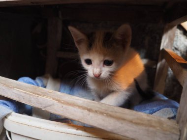 Kafasında siyah bir leke olan küçük beyaz kedi yavrusu. Bir bahçe kedisi sopayla oynar, tahta bir kutuda bez parçasıyla oturur. Kırsal hayvanlar. Hayvan davranışları, oyun ve avcılık. Kediyle komik bir oyun.