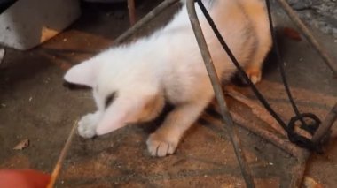 Kafasında siyah bir leke olan küçük beyaz kedi yavrusu. Bir bahçe kedisi sopayla oynar, tahta bir kutuda bez parçasıyla oturur. Kırsal hayvanlar. Hayvan davranışları, oyun ve avcılık. Kediyle komik bir oyun