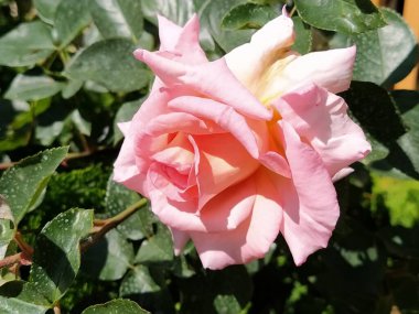 Yumuşak pembe bir gül, parlak güneş ışığı altında yemyeşil yapraklarla dolu canlı bir bahçede açan güzel yapraklarını sergiliyor.