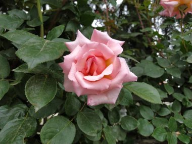 Yumuşak pembe bir gül, parlak güneş ışığı altında yemyeşil yapraklarla dolu canlı bir bahçede açan güzel yapraklarını sergiliyor.