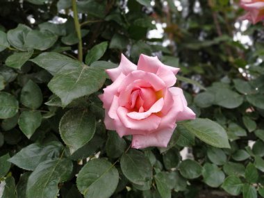 Yumuşak pembe bir gül, parlak güneş ışığı altında yemyeşil yapraklarla dolu canlı bir bahçede açan güzel yapraklarını sergiliyor.