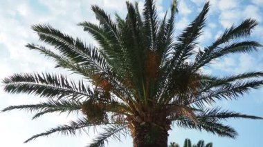 Hurma dallarında olgunlaşmış meyveler, Phoenix Dactylifera, yaygın olarak hurma palmiyesi olarak bilinir, palmiye familyasından çiçek açan bir bitki türü, Arecaceae, yenilebilir tatlı hurma meyveleri için yetiştirilir.