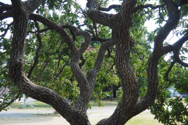 The persimmon is the edible fruit of a number of species of trees in the genus Diospyros. The most widely cultivated of these is the kaki persimmon, Diospyros kaki family Ebenaceae. Fruit on a branch. clipart