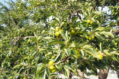 The persimmon is the edible fruit of a number of species of trees in the genus Diospyros. The most widely cultivated of these is the kaki persimmon, Diospyros kaki family Ebenaceae. Fruit on a branch. clipart