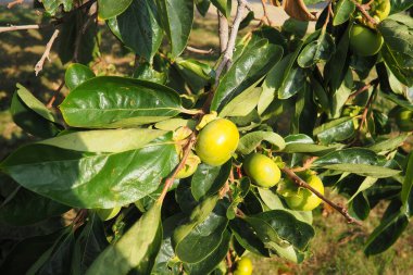 The persimmon is the edible fruit of a number of species of trees in the genus Diospyros. The most widely cultivated of these is the kaki persimmon, Diospyros kaki family Ebenaceae. Fruit on a branch. clipart