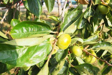 Hurma, Diospyros cinsindeki birçok ağaç türünün yenilebilir meyvesidir. Bunların en yaygın ekili olanı Kaki hurması, Diospyros kaki ailesi Ebenaceae 'dir. Bir dalda meyve..