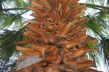 Arecaceae, Arecales takımyıldızı yönünde bulunan bir bitki familyasıdır. Washingtonia robusta, bilinen adıyla Meksika hayran palmiyesi, Meksika Washington, ya da gökyüzü temizleyici..