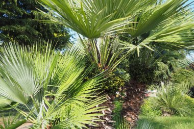 Arecaceae, Arecales takımyıldızı yönünde bulunan bir bitki familyasıdır. Washingtonia robusta, bilinen adıyla Meksika hayran palmiyesi, Meksika Washington, ya da gökyüzü temizleyici..