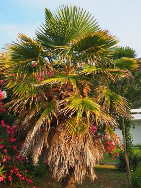 Arecaceae, Arecales takımyıldızı yönünde bulunan bir bitki familyasıdır. Washingtonia robusta, bilinen adıyla Meksika hayran palmiyesi, Meksika Washington ya da gökyüzü temizleyici.