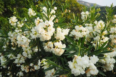 Nerium oleander, rosebay cultivated worldwide in temperate and subtropical areas as an ornamental and landscaping plant. Genus Nerium, Apocynoideae, Apocynaceae. Montenegro, Adriatic, Mediterranean. clipart