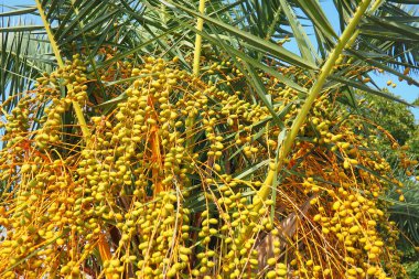 Hurma dallarında olgunlaşmış meyveler, Phoenix Dactylifera, yaygın olarak hurma palmiyesi olarak bilinir, palmiye familyasından çiçek açan bir bitki türü, Arecaceae, yenilebilir tatlı hurma meyveleri için yetiştirilir..