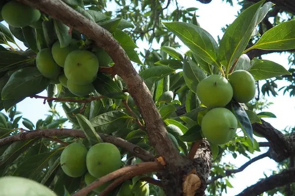 Hurma, Diospyros cinsindeki birçok ağaç türünün yenilebilir meyvesidir. Bunların en yaygın ekili olanı Kaki hurması, Diospyros kaki ailesi Ebenaceae 'dir. Bir dalda meyve..