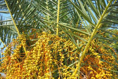 Hurma dallarında olgunlaşmış meyveler, Phoenix Dactylifera, yaygın olarak hurma palmiyesi olarak bilinir, palmiye familyasından çiçek açan bir bitki türü, Arecaceae, yenilebilir tatlı hurma meyveleri için yetiştirilir..