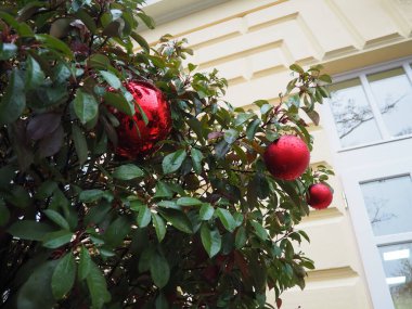 Colorful red Christmas tree balls hang from a lush green tree, adding holiday cheer to the outdoor space, creating a joyful atmosphere for a winter festival or holiday gathering. Wet winter thaw. clipart