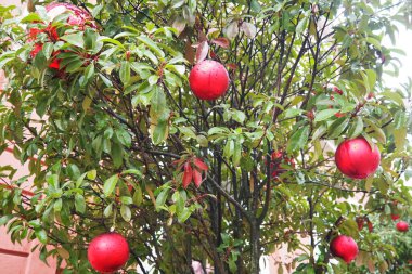 Colorful red Christmas tree balls hang from a lush green tree, adding holiday cheer to the outdoor space, creating a joyful atmosphere for a winter festival or holiday gathering. Wet winter thaw. clipart