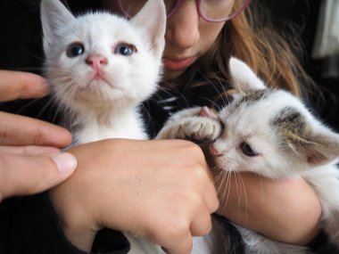 A white kitten joyfully interacts with a child's hands, showcasing playful behavior. The cozy indoor environment enhances the warmth of this delightful moment filled with laughter and fun. Two cats. clipart